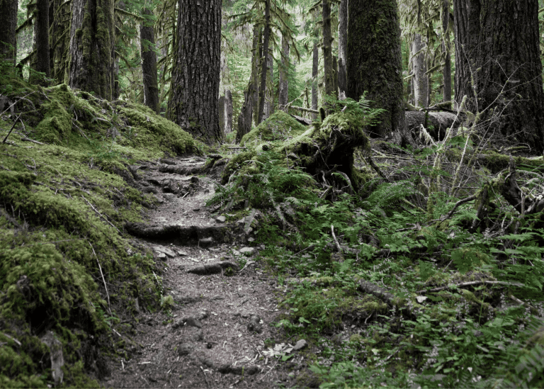 Forest path