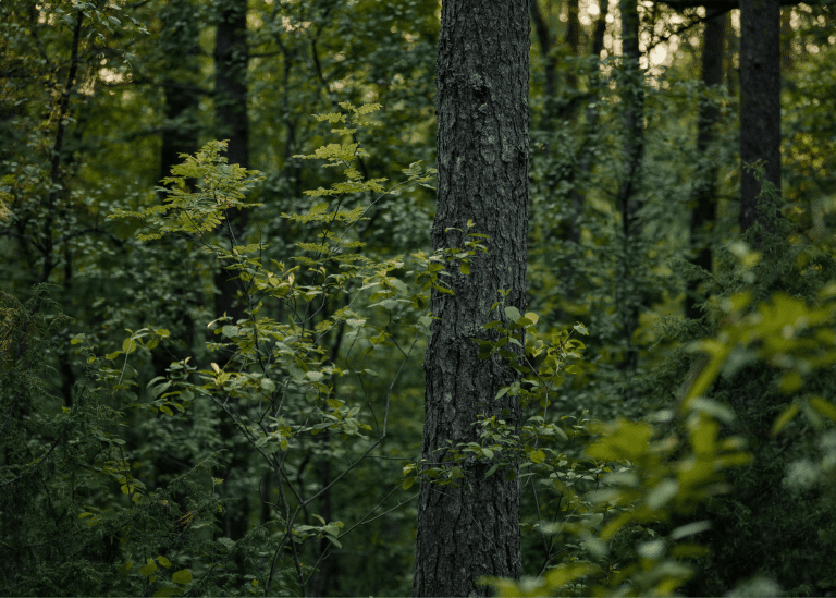Trees