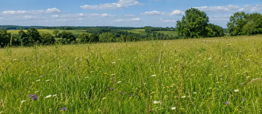 long green grass in an open field in the broad day light. the sky is blue with some white clouds.