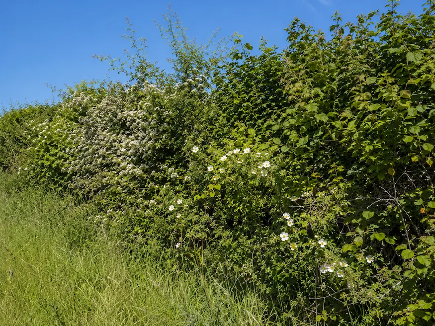 Dense native hedgerow with spring blossom running alongside green farmland beneath a bright blue sky.