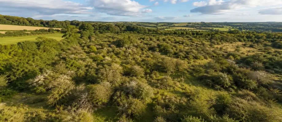 Varied mixed scrub habitat with scattered flowering shrubs, grassy clearings and farmland extending across the surrounding countryside.