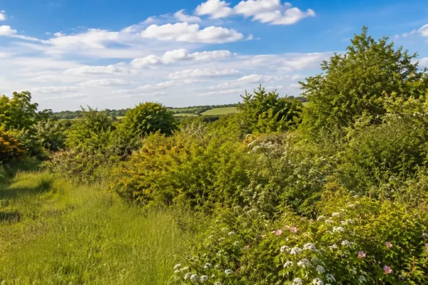 Mixed scrub habitat with flowering native shrubs, open grassland and rolling English countryside beneath a bright blue sky.