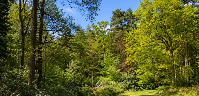 Sunlit woodland clearing surrounded by a mixture of broadleaved and coniferous trees beneath a bright blue sky.