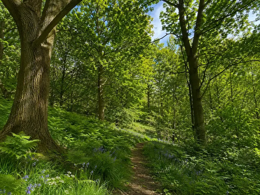 Woodland trail passing through mature mixed trees with bluebells, ferns and varied ground vegetation.
