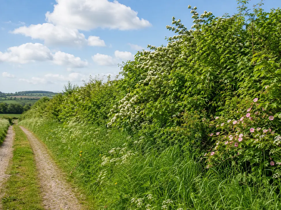 Flowering native hedgerow with hawthorn, bramble and grassy margins beside a quiet countryside track.