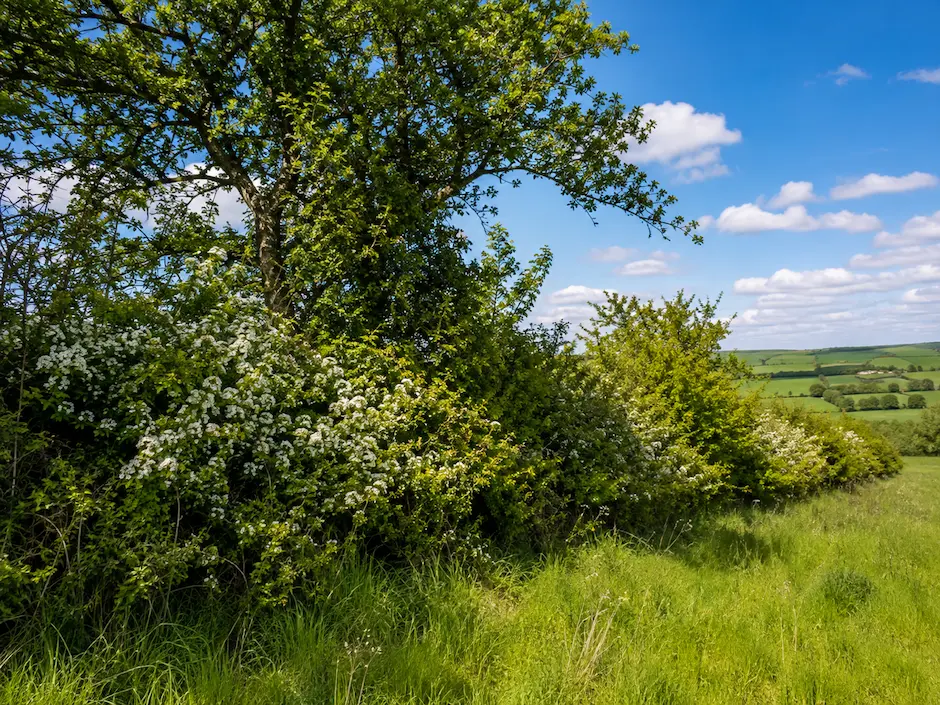Native hedgerow with hawthorn blossom and established trees overlooking green fields in the English countryside.