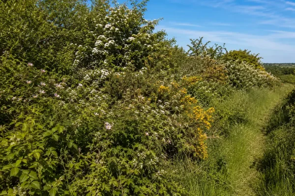 Dense native mixed scrub with hawthorn blossom, gorse, bramble and a narrow grassy clearing under a clear summer sky.