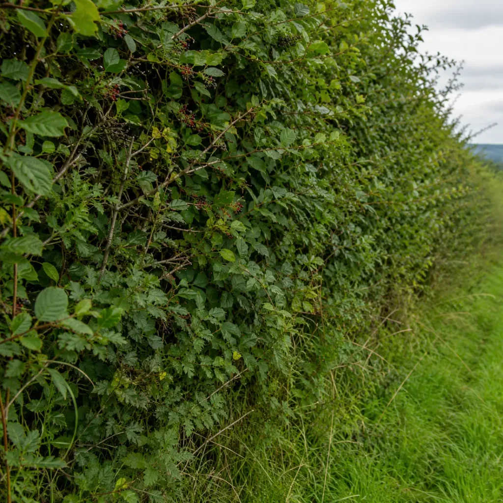 Close view of a species-rich hedgerow with green foliage, berry clusters and a grassy field edge.