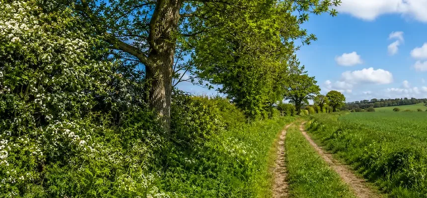 Mature trees growing through a dense flowering hedgerow beside a narrow rural farm track.