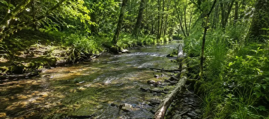 A watercourse flows in the middle of a woodland