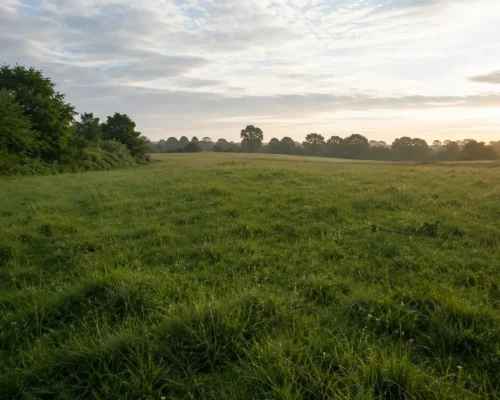 Dusk sky with low hanging white clouds. and a field with short grass and bushes and trees lining the boarder